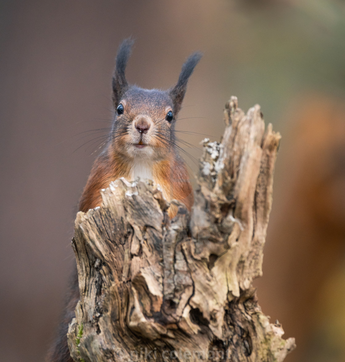 "Squirrel Playground" stock image