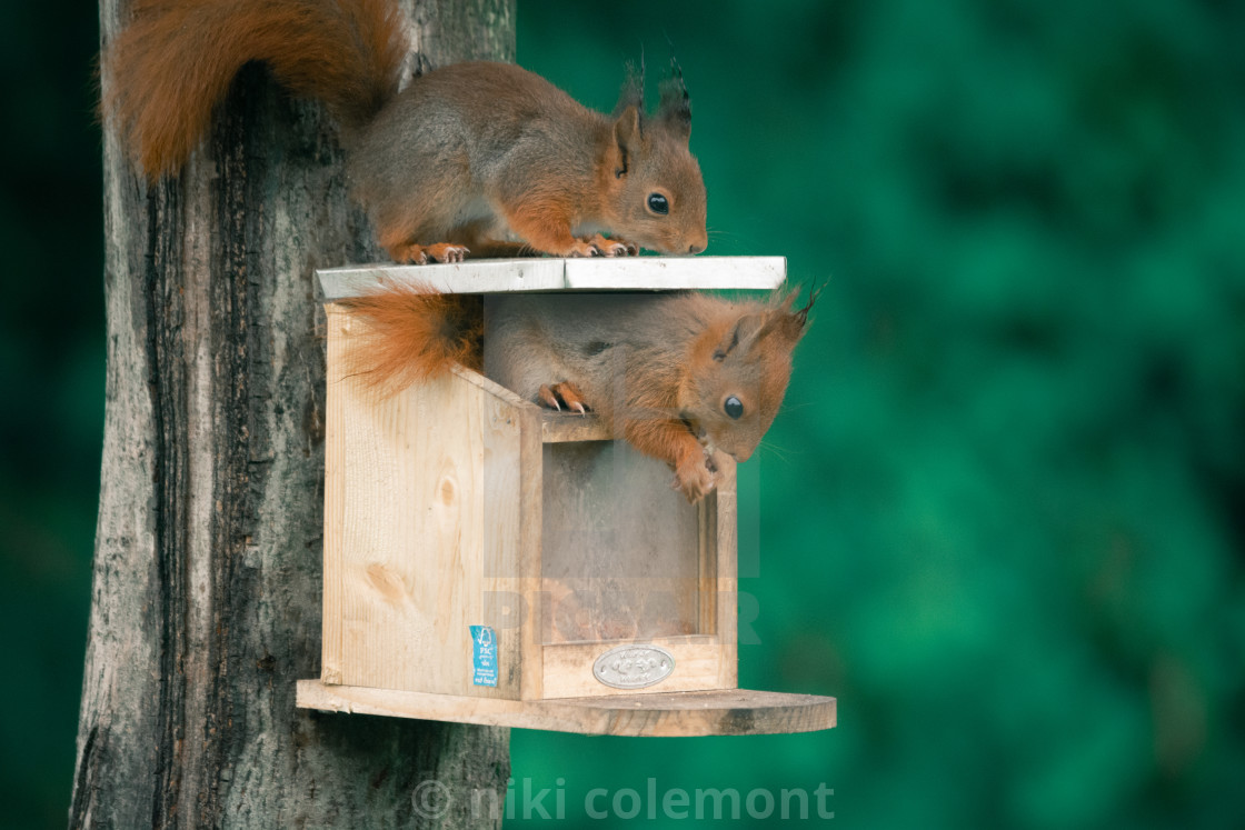 "Squirrel Playground" stock image