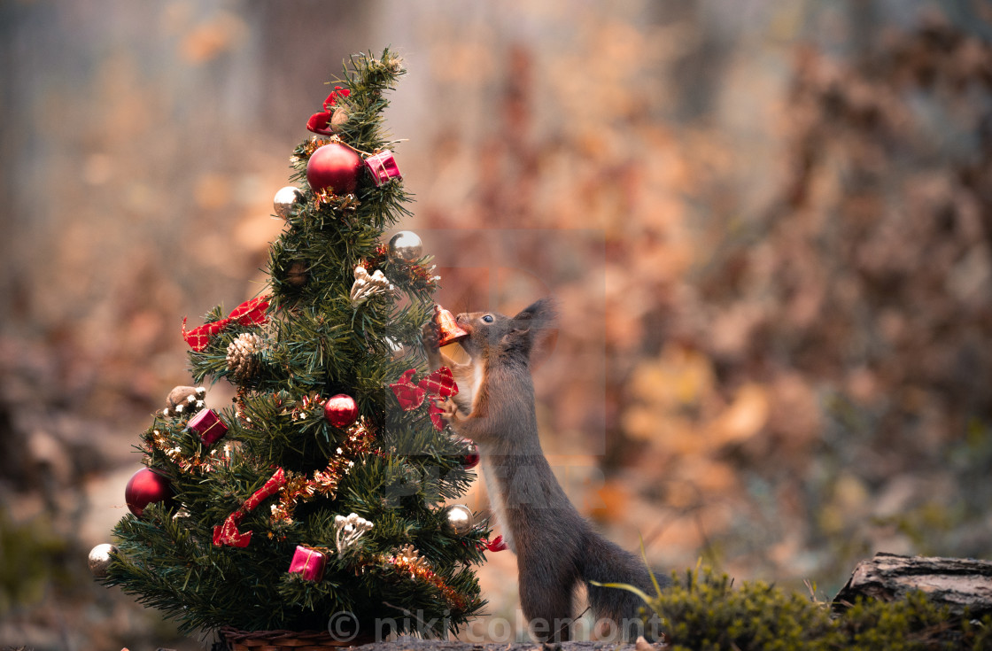 "Squirrel Playground" stock image