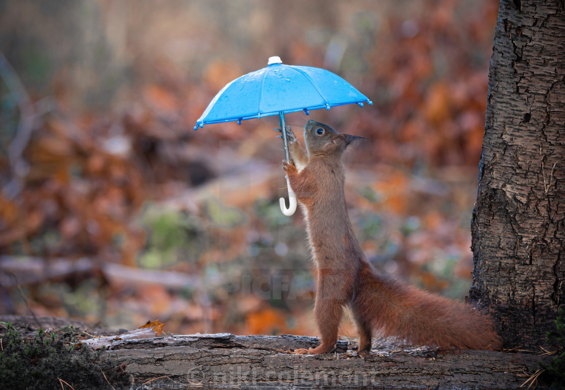 "Squirrel Playground" stock image