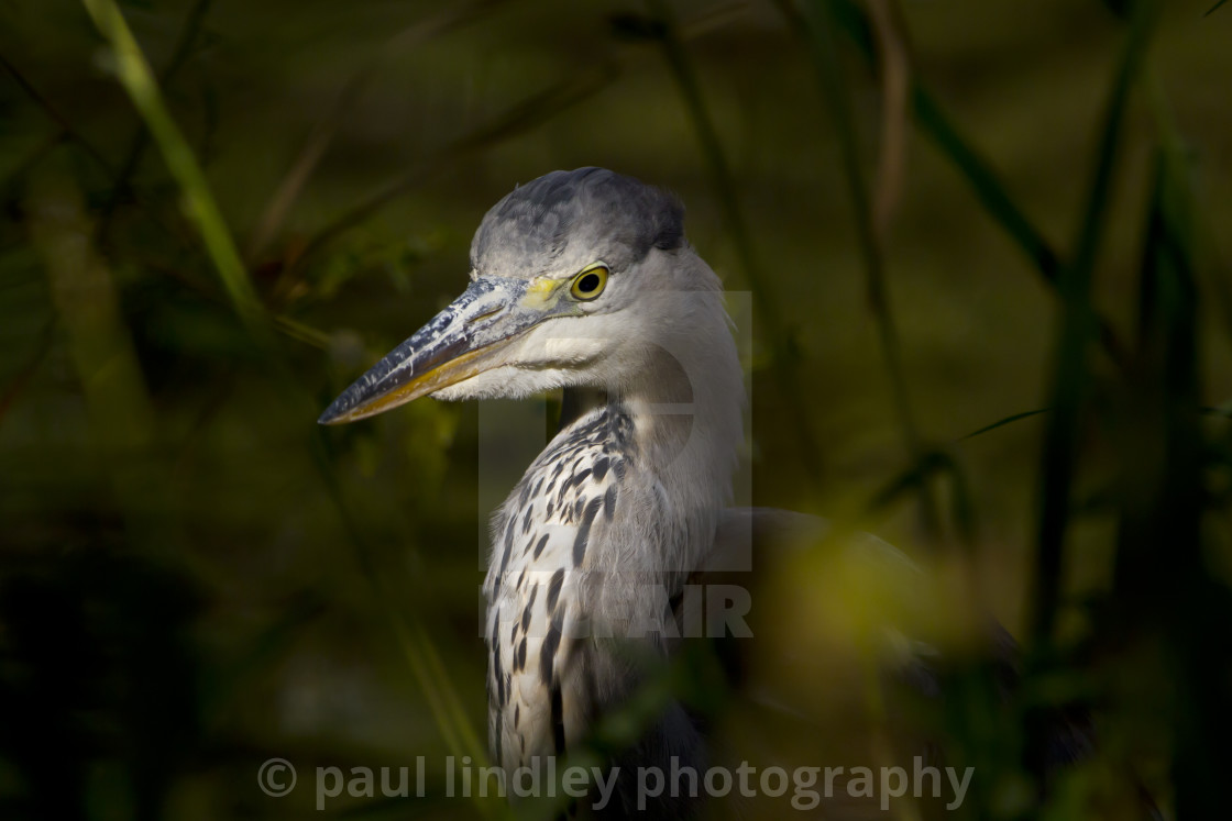 "Grey heron close up" stock image