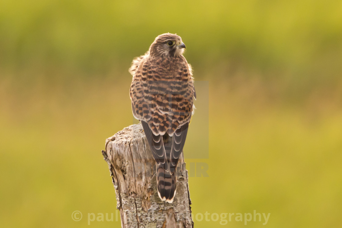 "Female kestrel" stock image