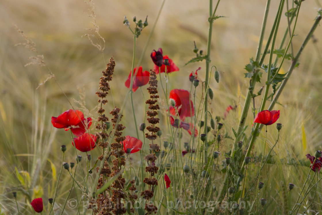 "Poppies and wildflowers" stock image