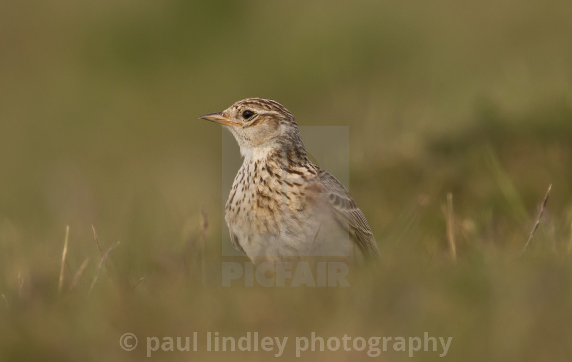 "Skylark" stock image