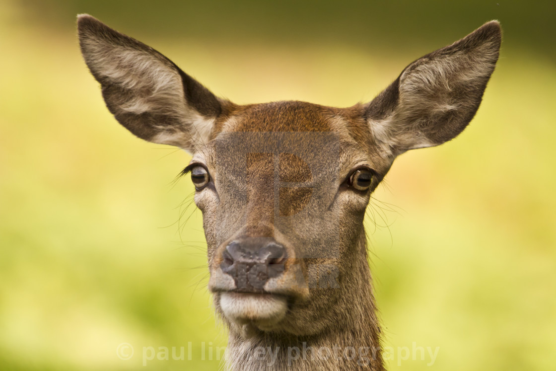 "Red deer hind, cervus elaphus, close up" stock image