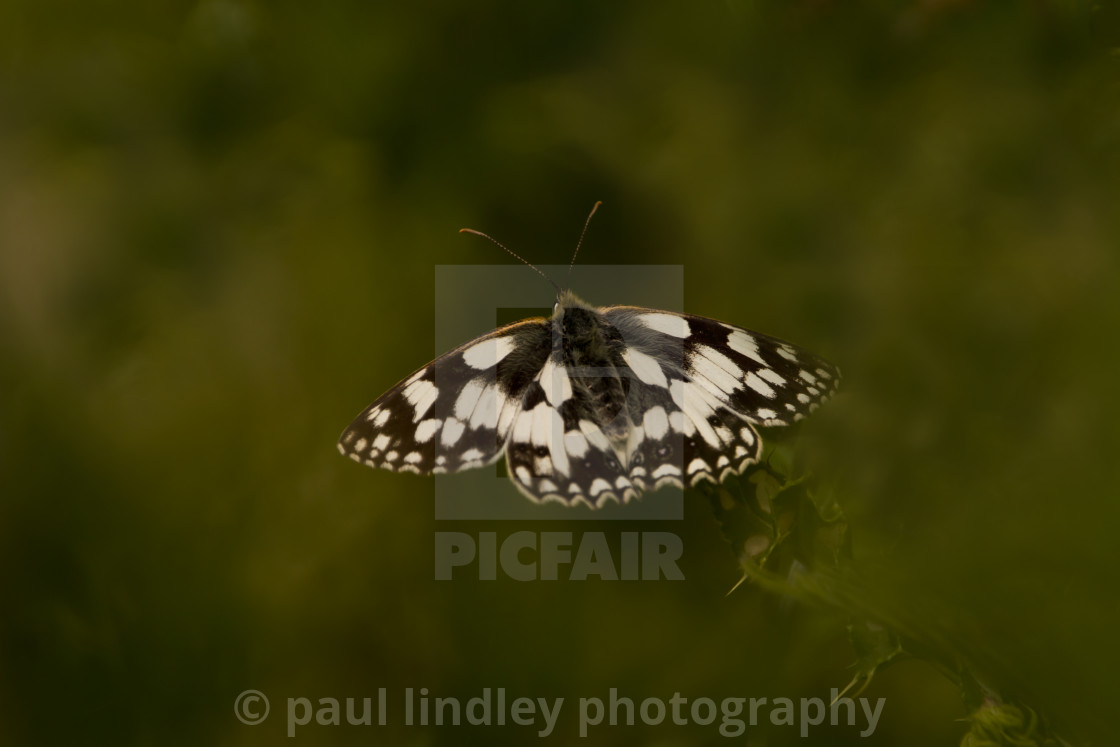 "Marbled white butterfly, Melanargia galathea, on thistle" stock image