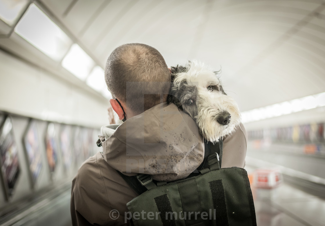 "Best Friend" stock image