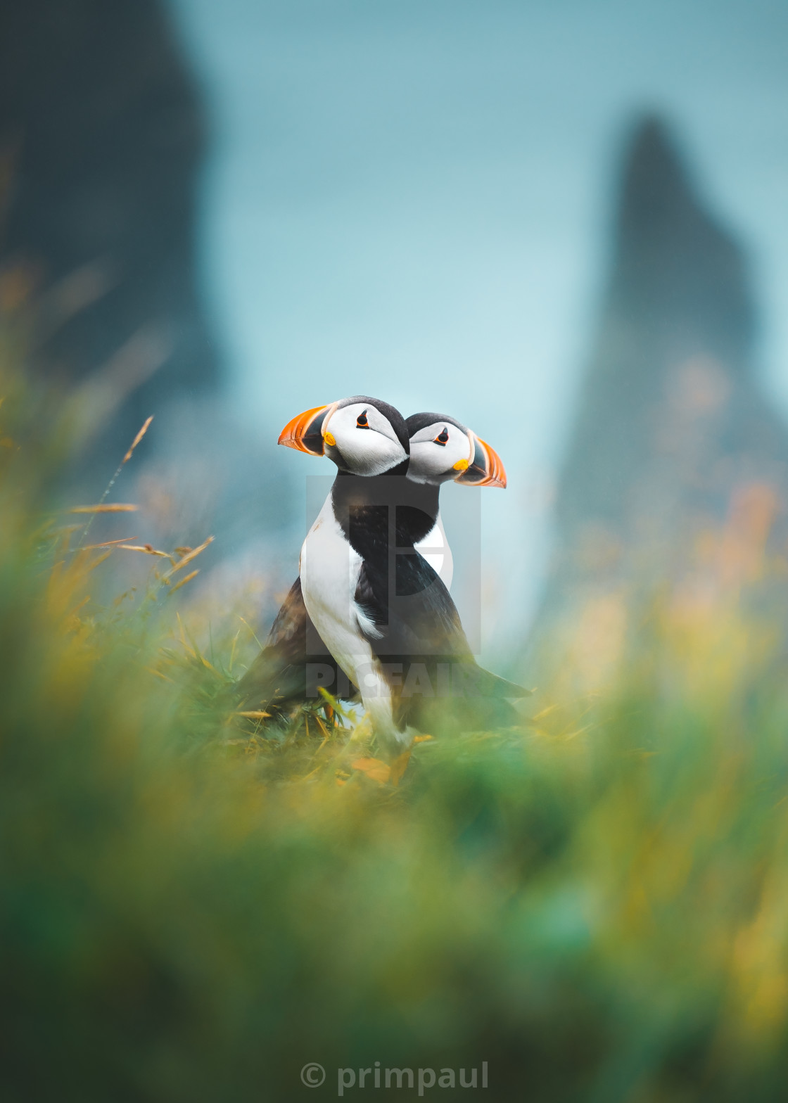 "Atlantic Puffin" stock image