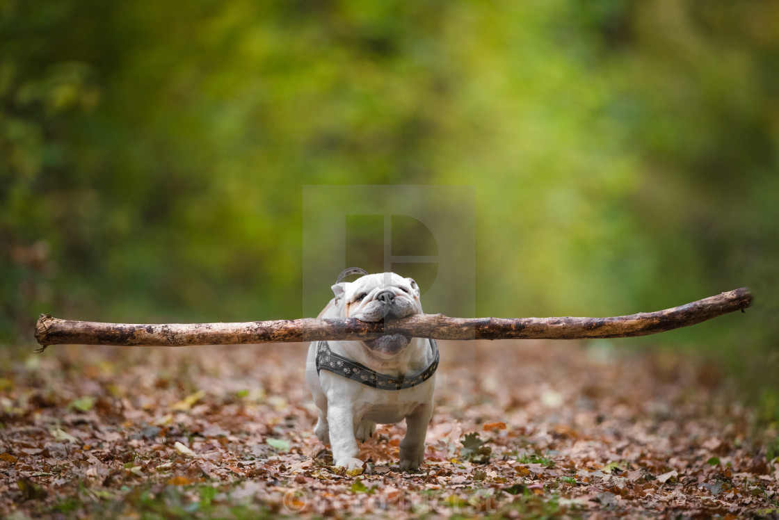 "Isolated English bulldog running with a very large stick in his mouth" stock image