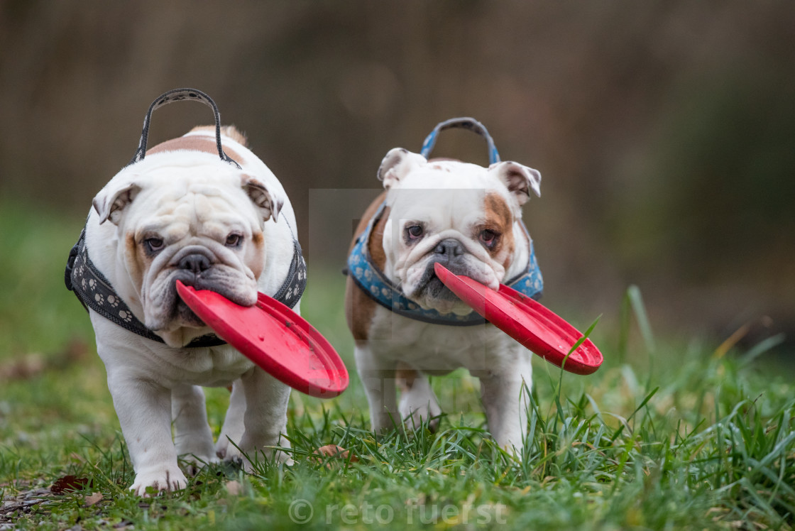 "Two happy English bulldogs on an autumn day in the forest with their favorite toy" stock image