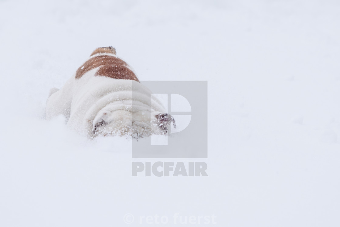 "Isolated cute little English bulldog playing in the snow on a cold winter day" stock image