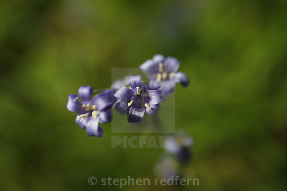 "Bluebell" stock image