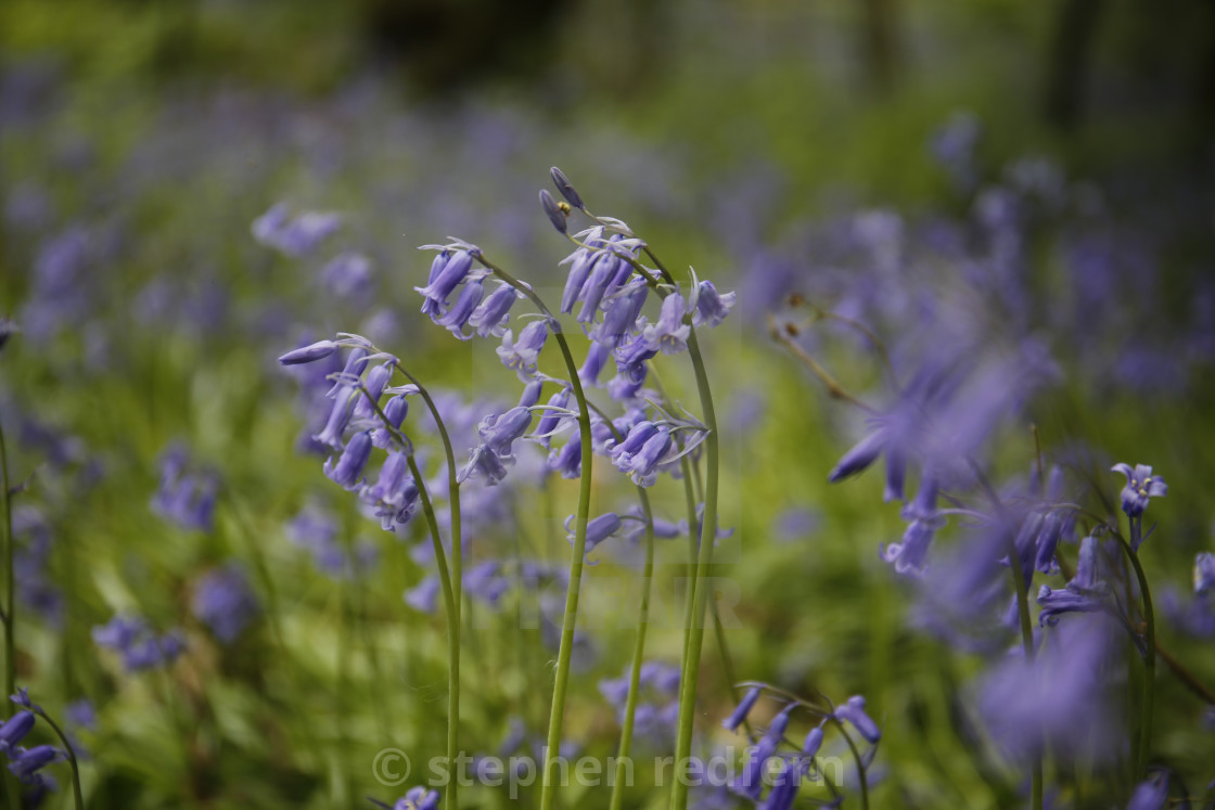 "Bluebell" stock image