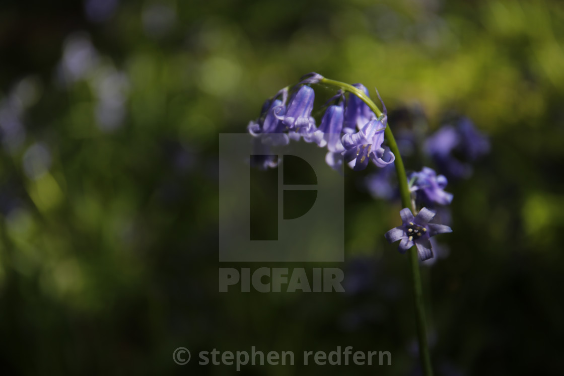 "Bluebell" stock image