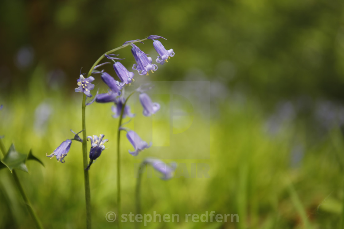 "Bluebell" stock image