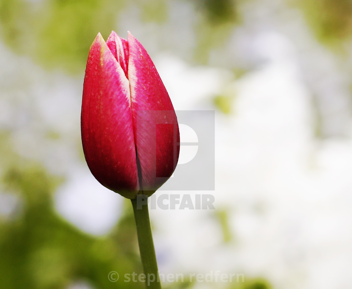 "Flower" stock image