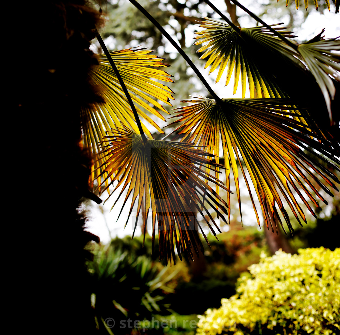 "palm leaves" stock image