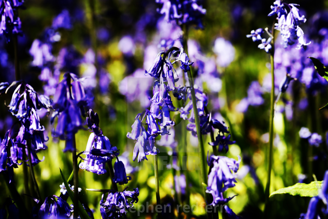 "Blue Bells" stock image