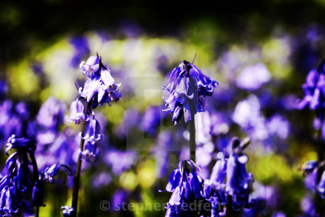 "Blue Bells" stock image