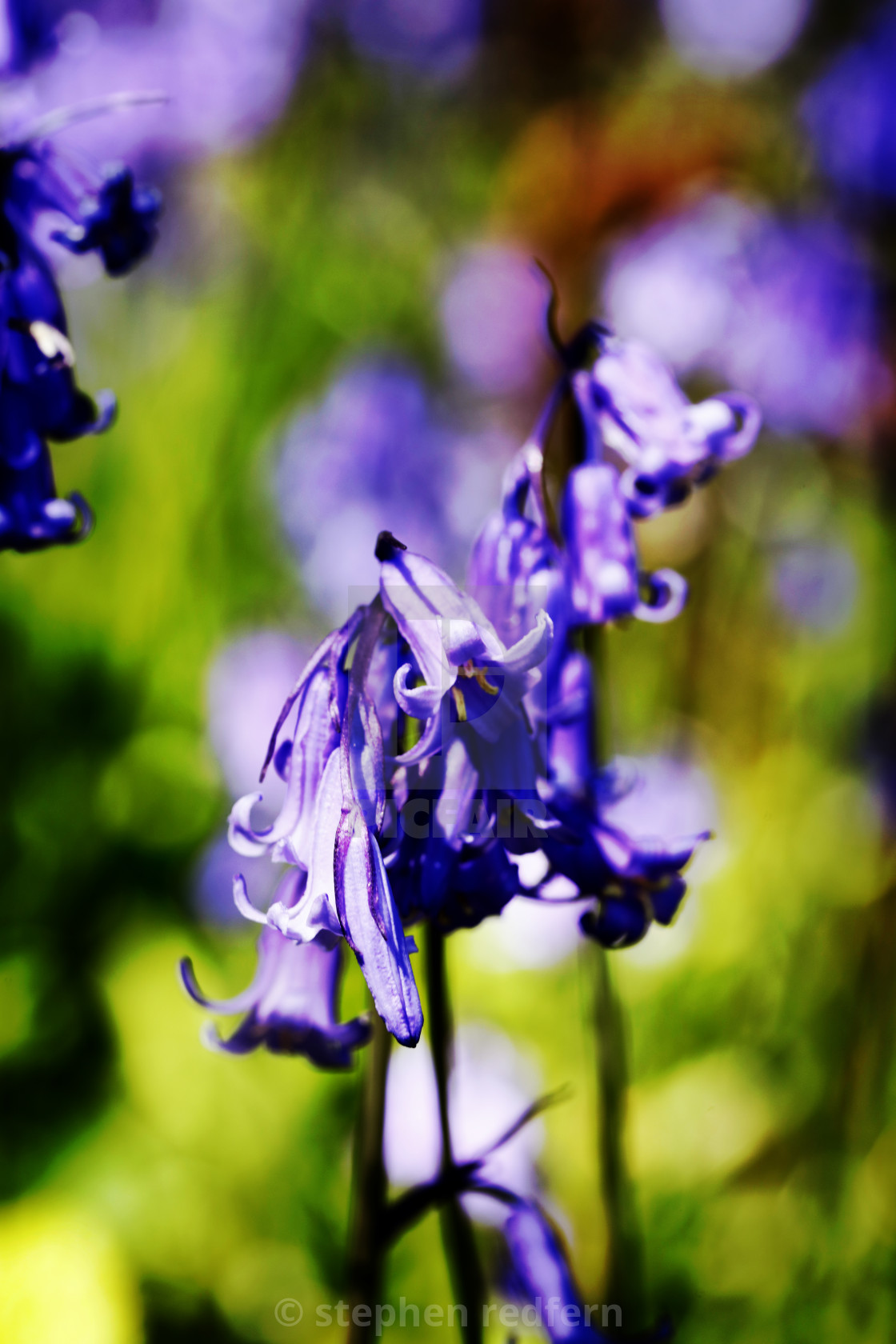 "Blue Bell" stock image