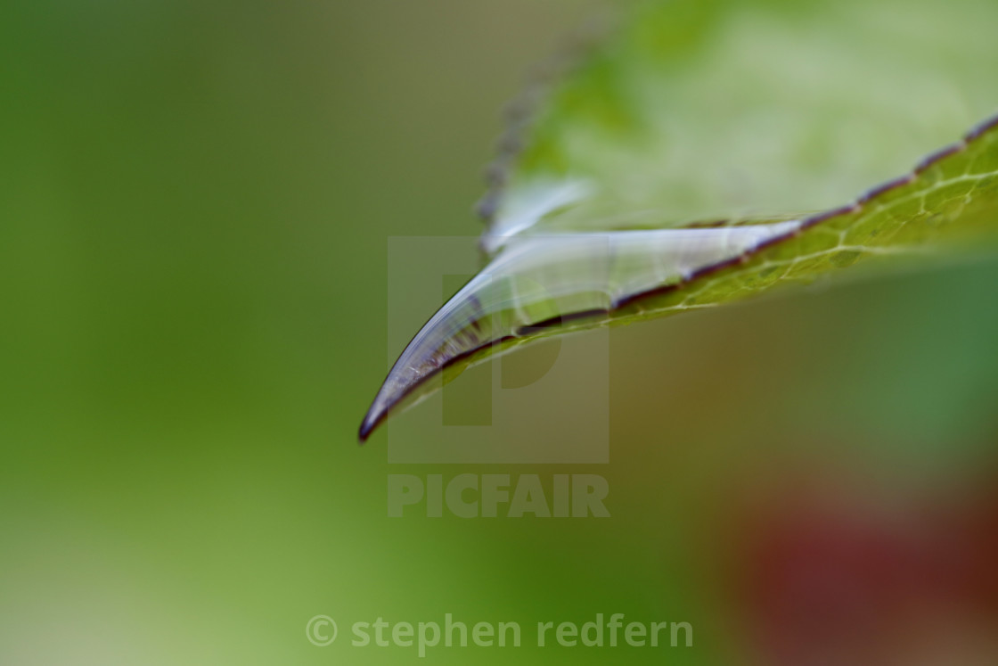 "Raindrop" stock image