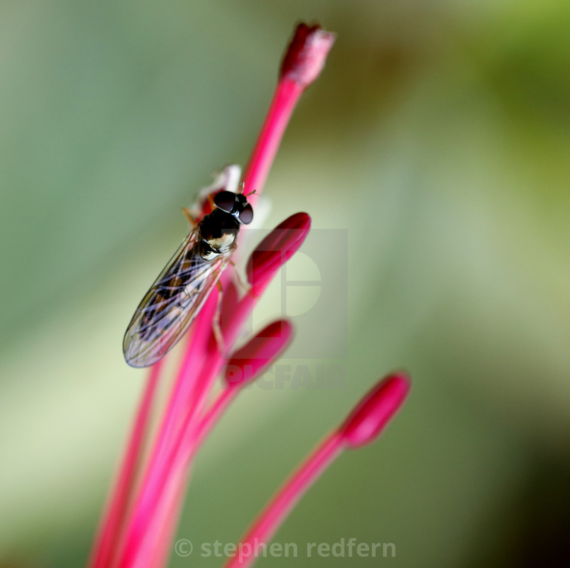 "Insect" stock image