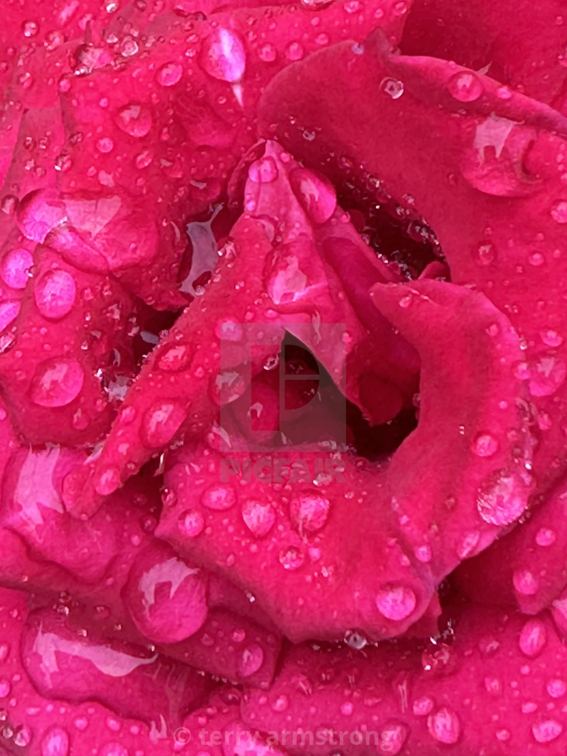 "rose with water drops" stock image