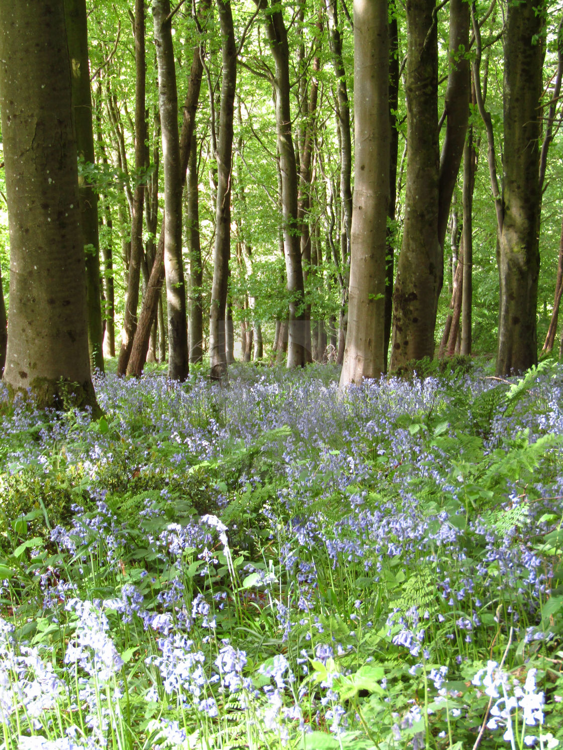 "Bluebells in the forest" stock image