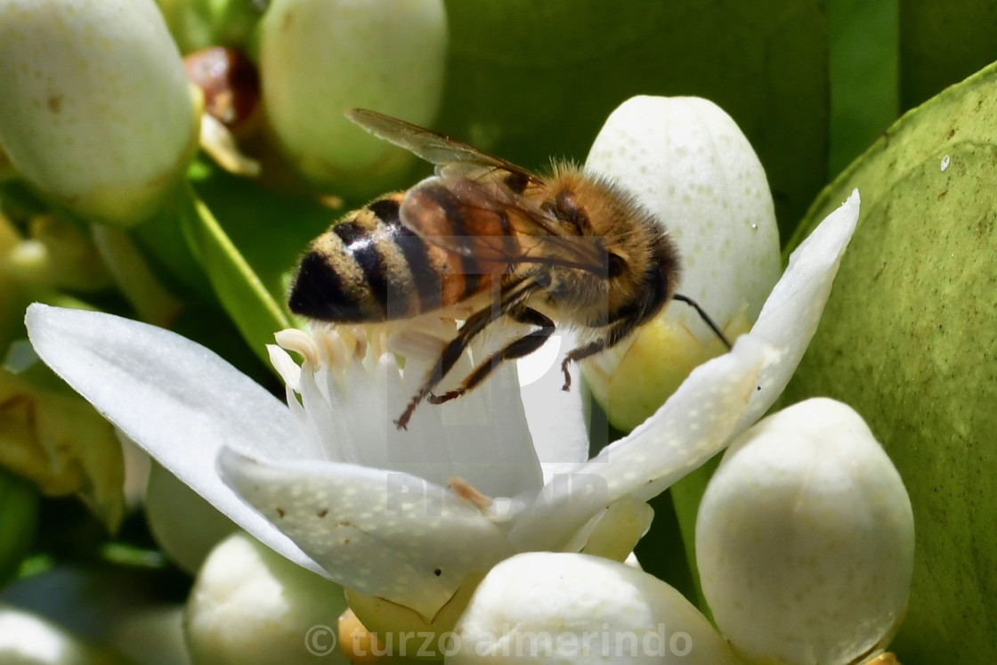 "Bee on orange blossom" by turzo almerindo - $7.65 "Bee on orange blossom" stock image