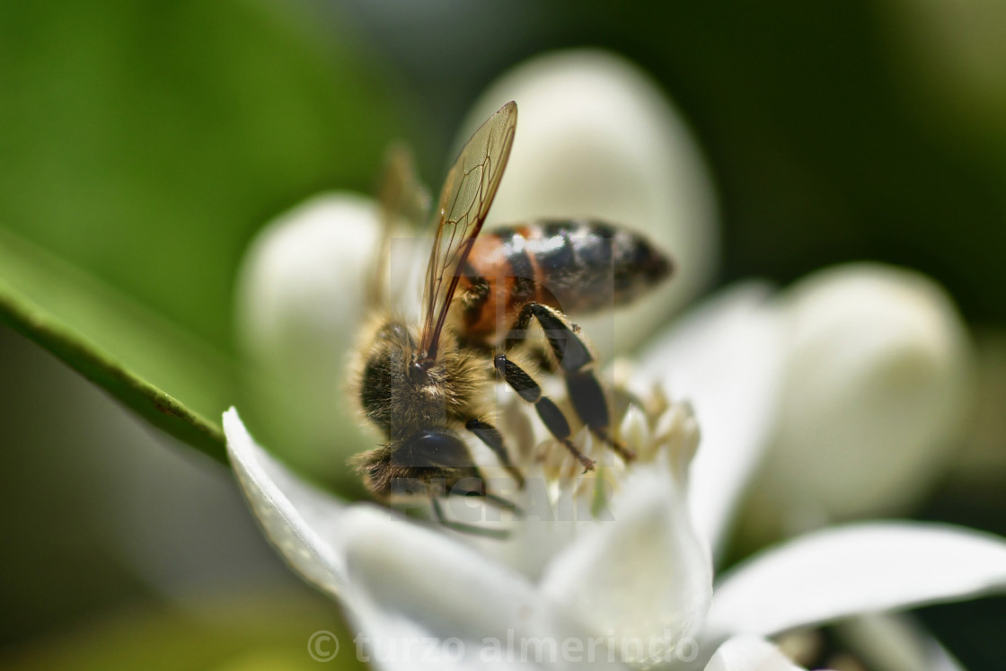 "Dip on the nectar" by turzo almerindo - $7.65 "Dip on the nectar" stock image