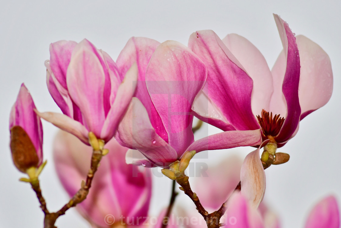 "Sprigtime Japanese Magnolia" by turzo almerindo - $9.19 "Sprigtime Japanese Magnolia" stock image