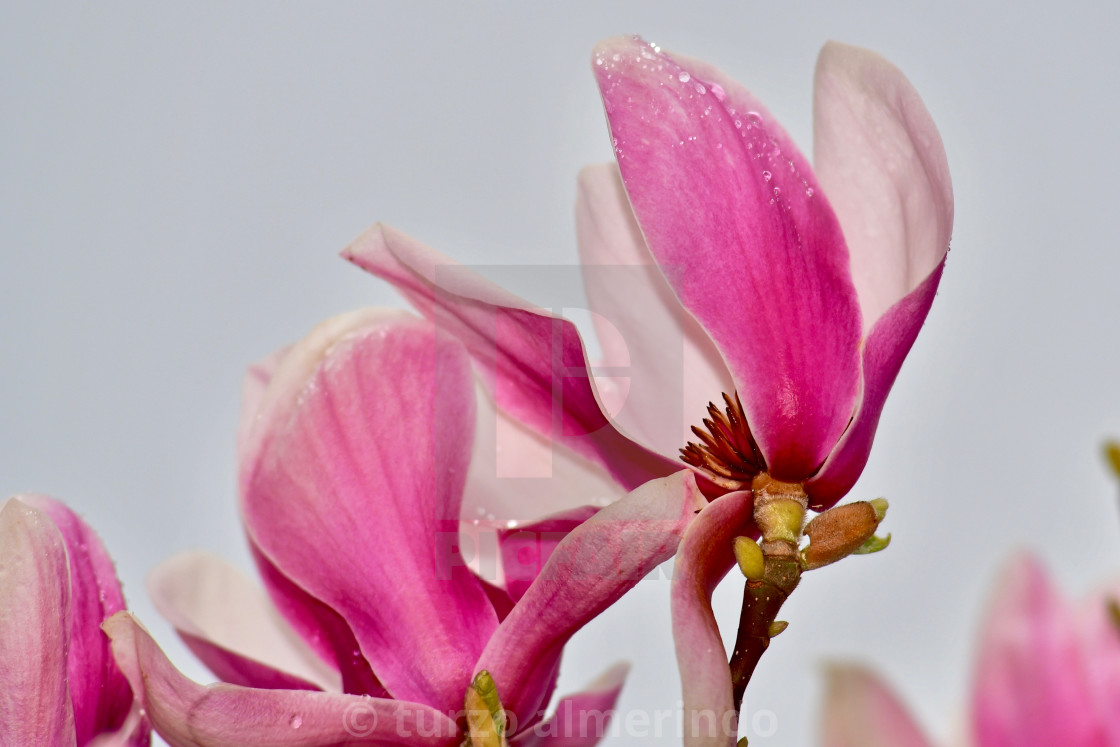 "Springtime Japanese Magnolia" by turzo almerindo - $9.19 "Springtime Japanese Magnolia" stock image