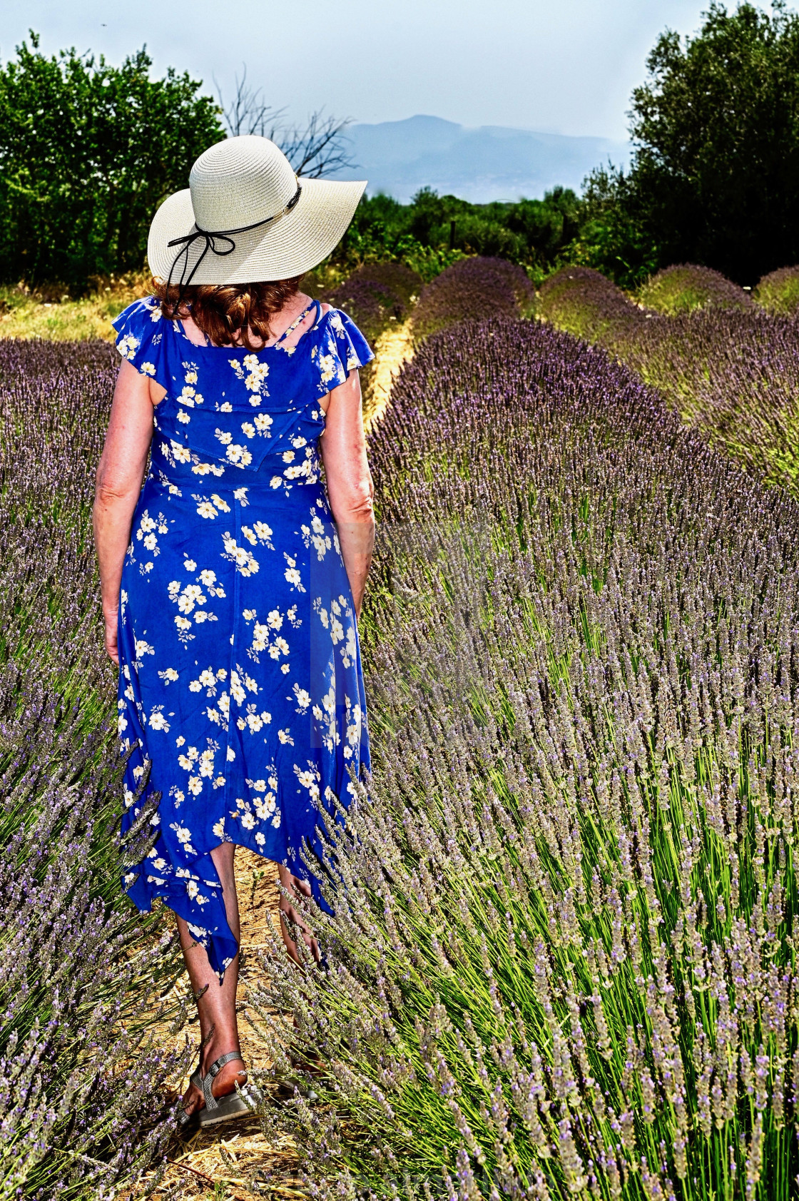 "Lavender from Tuscia" by turzo almerindo - $15.31 "Lavender from Tuscia" stock image
