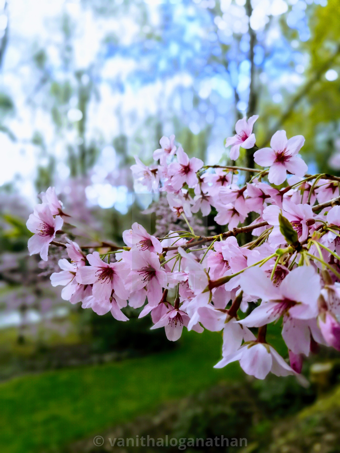 "Blossom Beauty" by - $18.44 "Blossom Beauty" stock image