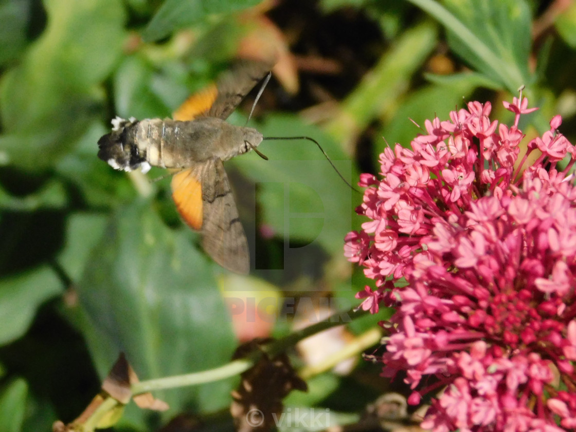"Eurasian Hummingbird Hawkmoth" by vikki - $15.56 "Eurasian Hummingbird Hawkmoth" stock image