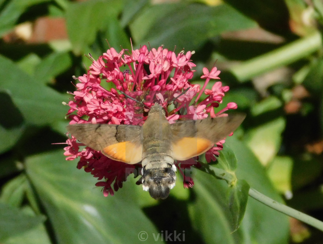 "Eurasian Hummingbird Hawkmoth" by vikki - $15.56 "Eurasian Hummingbird Hawkmoth" stock image
