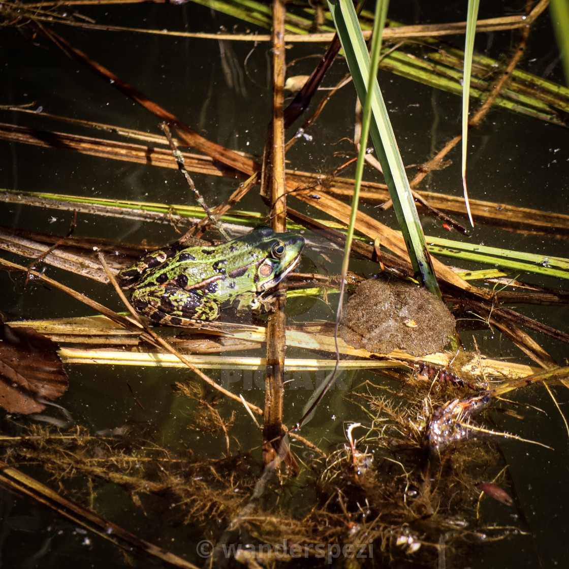 "Frog" stock image