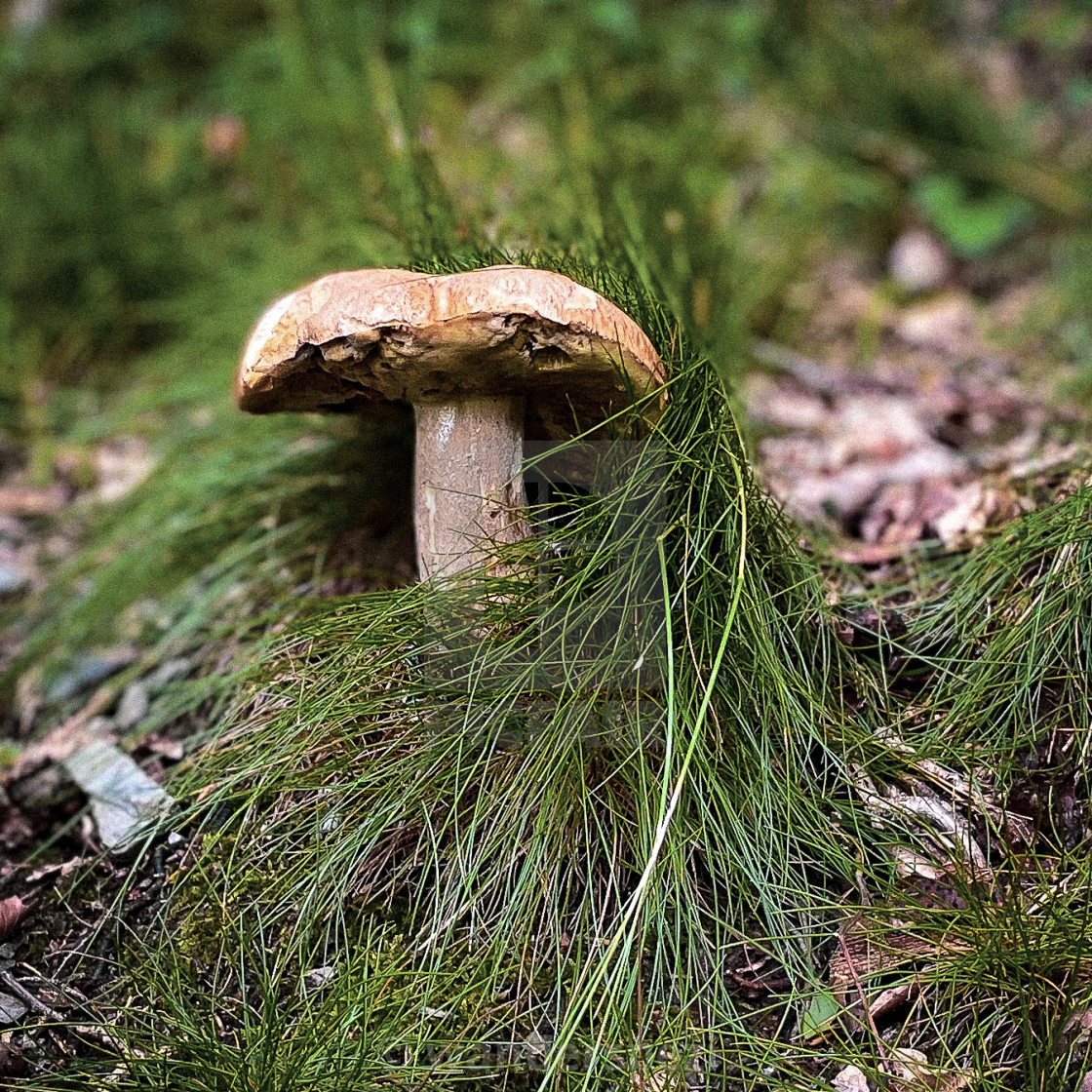 "Pflanzen der Eifel" stock image