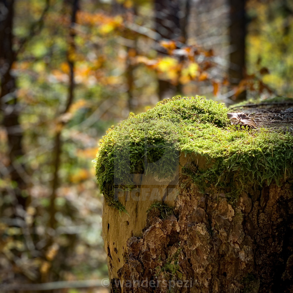 "Pflanzen der Eifel" stock image