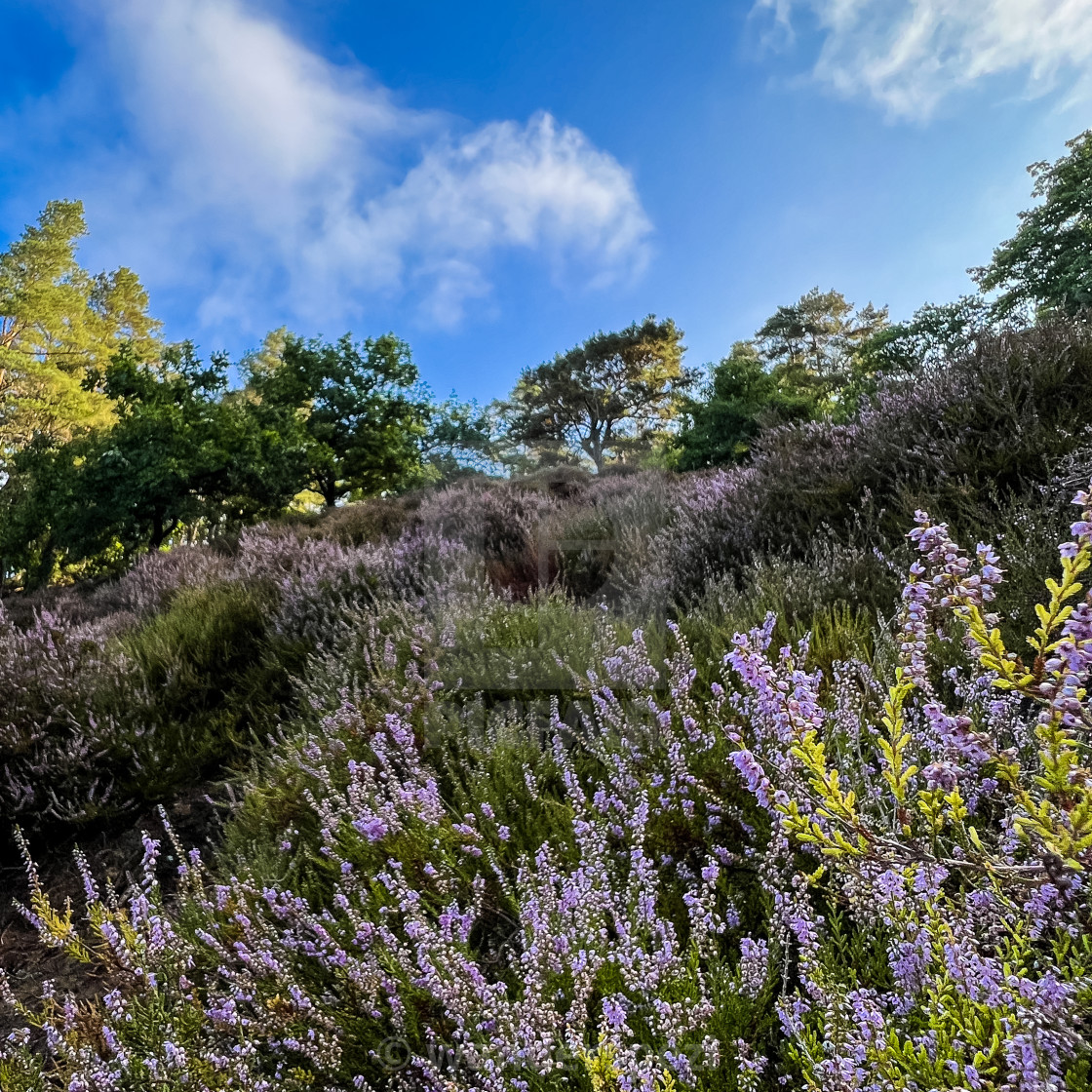 "Heidelandschaft" stock image