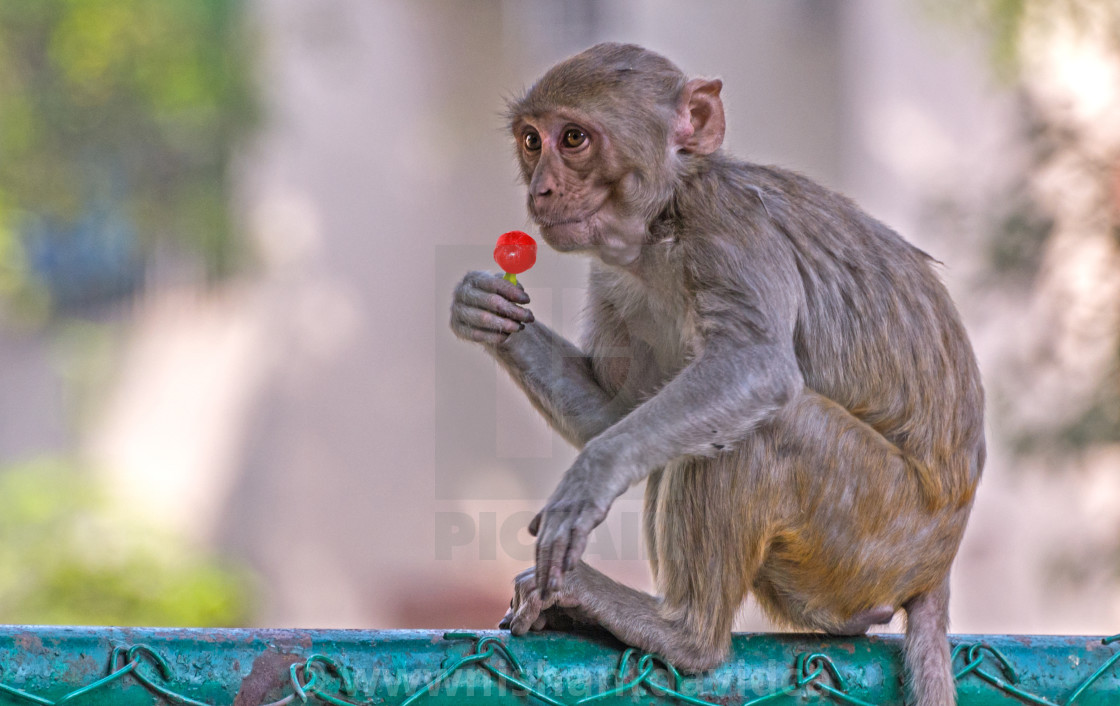 "The Lollipop" stock image