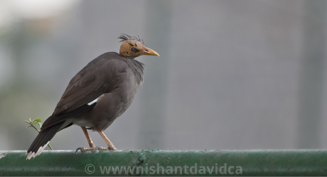 "The Bald Bird" stock image