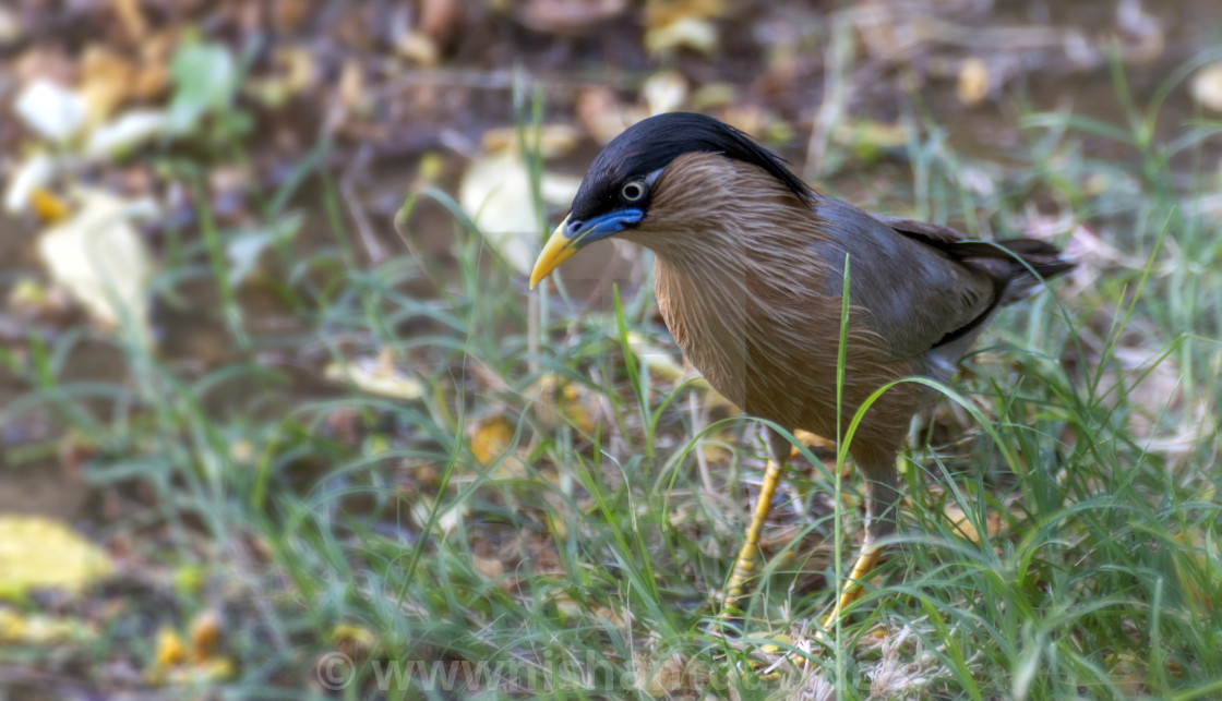 "Brahminy Myna or Brahminy Starling (Sturnus pagodarum)" stock image