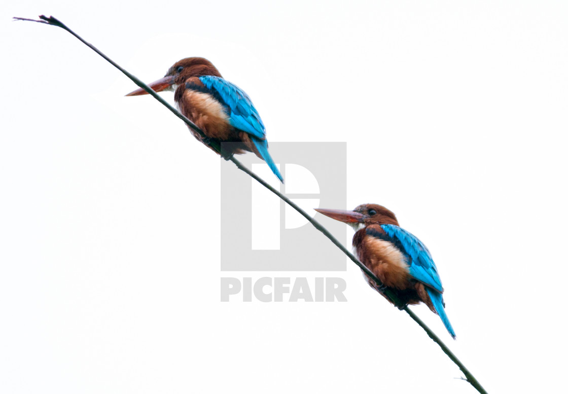 "White-throated Kingfisher (Halcyon smyrnensis)" stock image