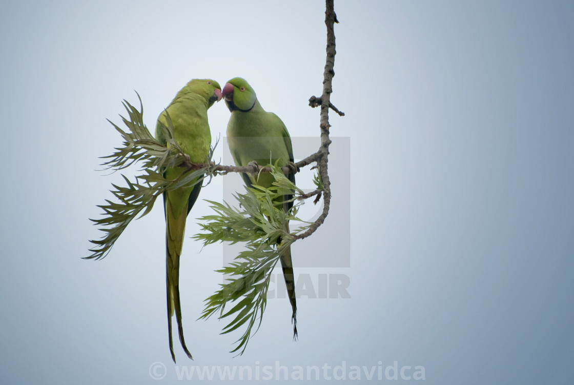 "Smooch" stock image