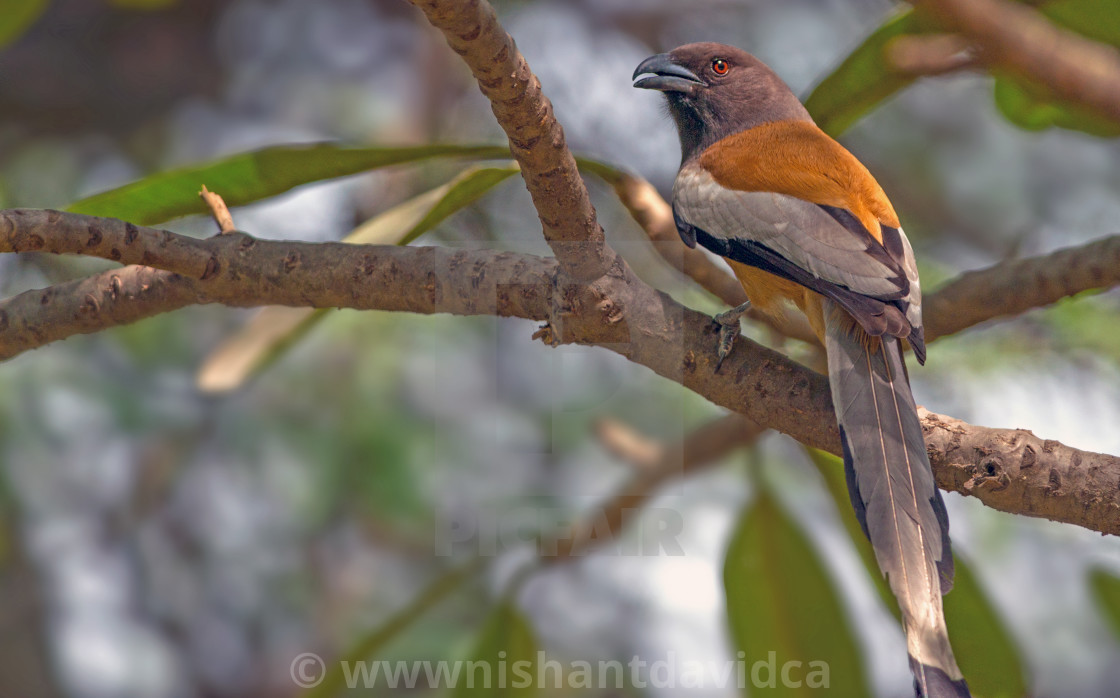 "The rufous treepie (Dendrocitta vagabunda)" stock image