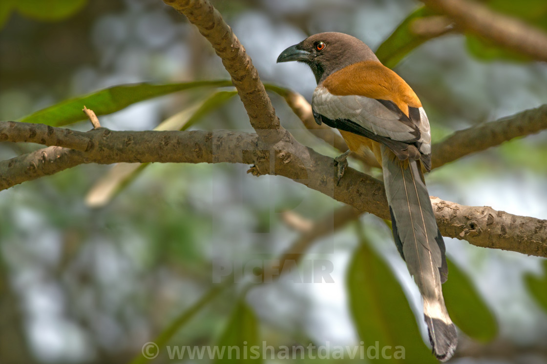 "The rufous treepie (Dendrocitta vagabunda)" stock image