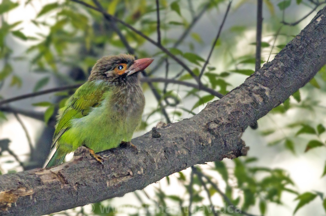 "The brown-headed barbet or large green barbet (Psilopogon zeylanicus)" stock image