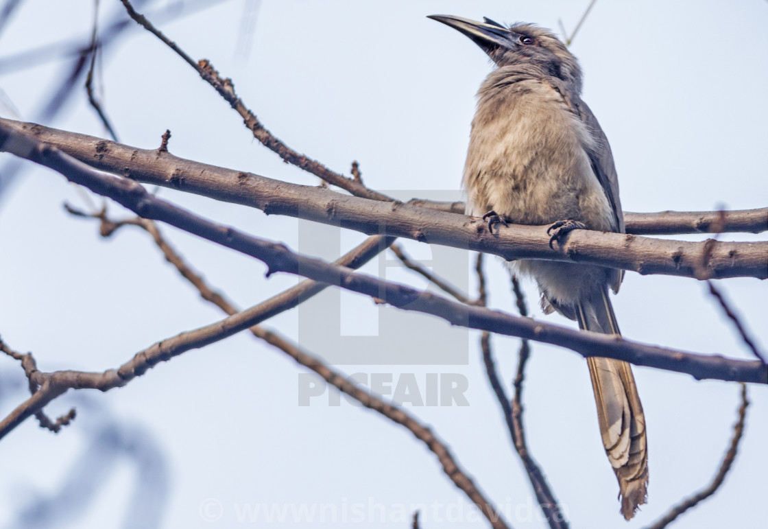 "The Indian grey hornbill (Ocyceros birostris)" stock image