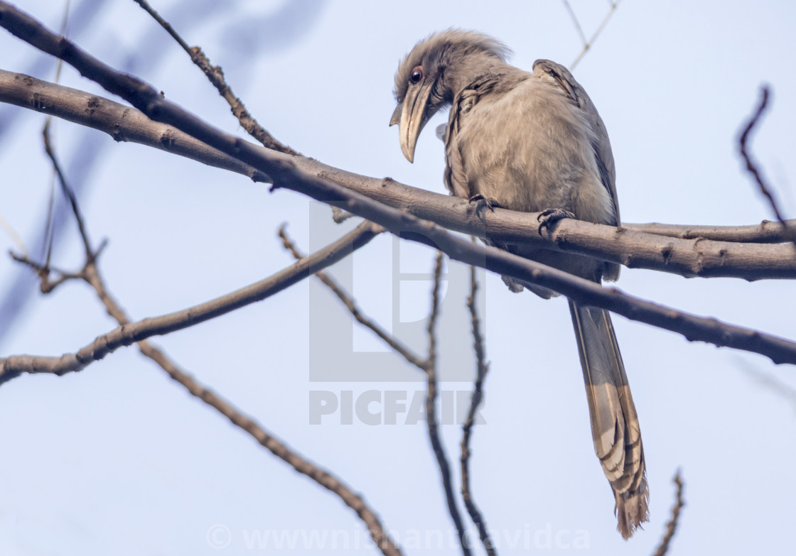 "The Indian grey hornbill (Ocyceros birostris)" stock image